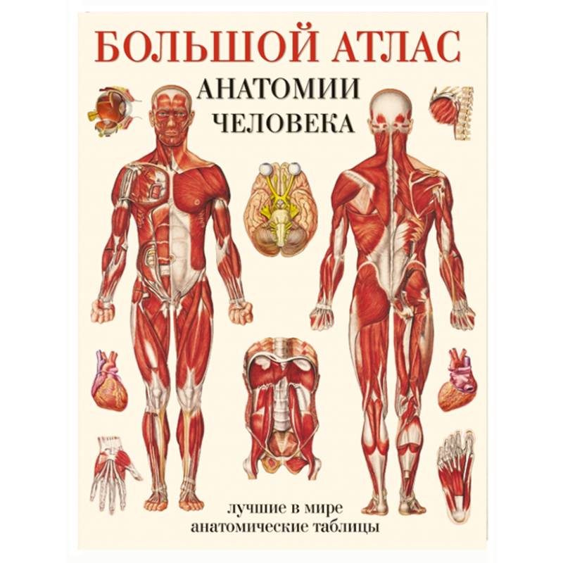 Большой атлас анатомии человека