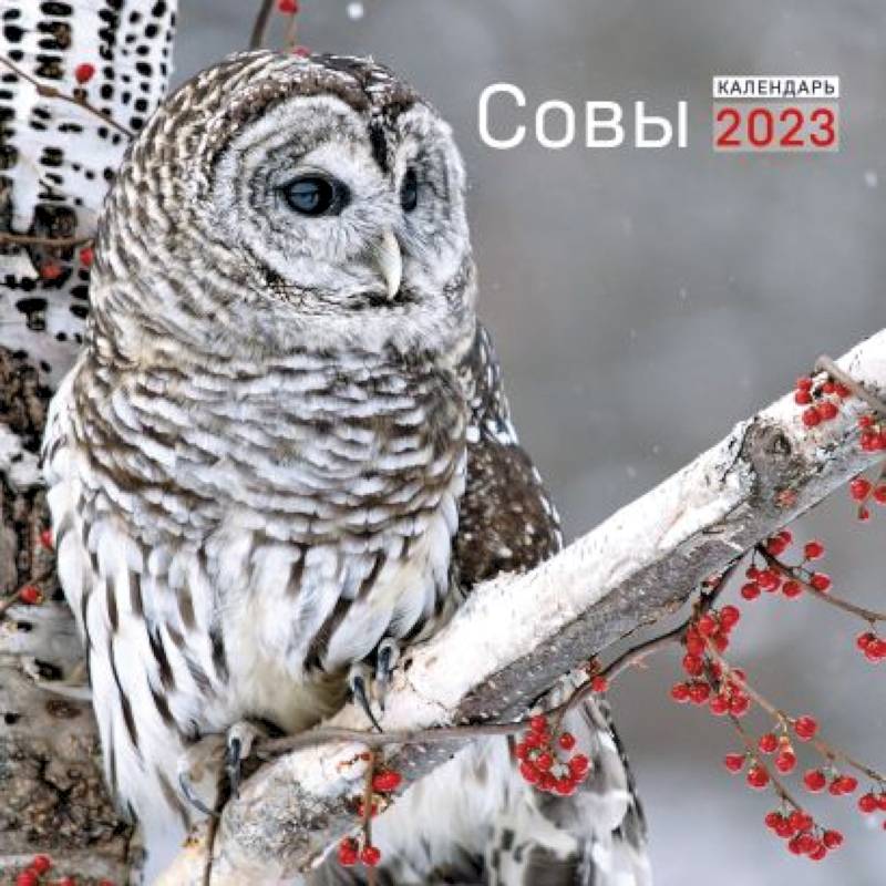 Совы. Календарь настенный на 2023 год Совы. Календарь настенный на 2023 год