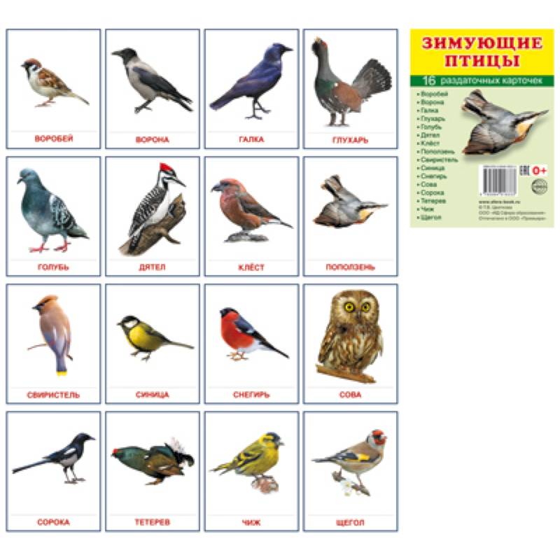 Демонстрационные картинки Супер. Зимующие птицы.16 раздаточных карточек с текстом Демонстрационные картинки Супер. Зимующие птицы.16 раздаточных карточек с текстом