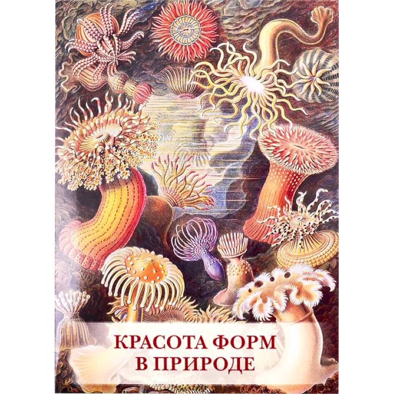 Красота форм в природе Красота форм в природе
