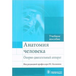 Анатомия человека. Опорно-двигательный аппарат Анатомия человека. Опорно-двигательный аппарат