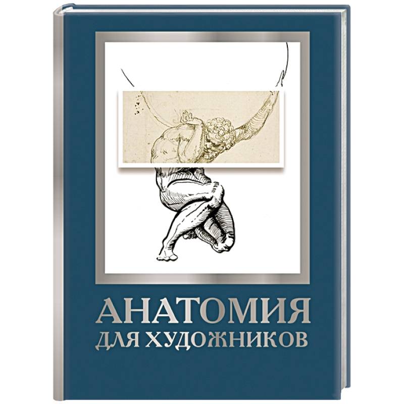 Анатомия для художников Анатомия для художников
