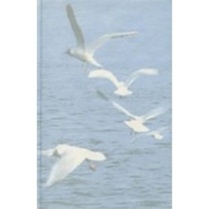 В новом веке В новом веке