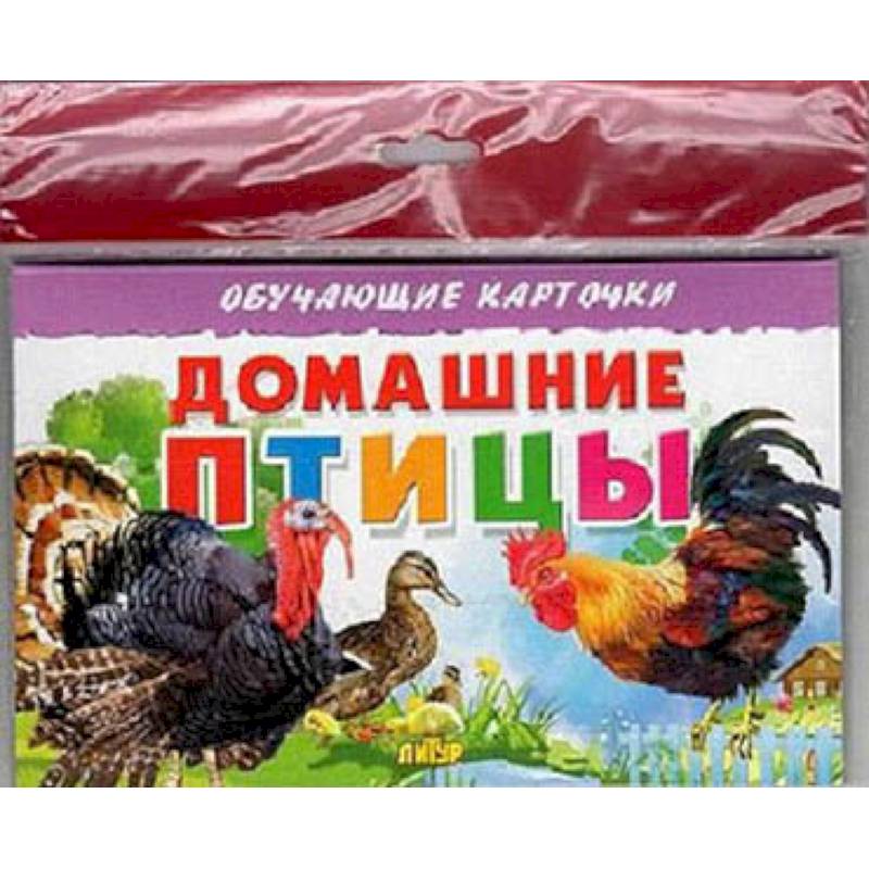 Домашние птицы Домашние птицы