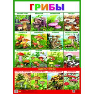 Плакат 'Грибы' Плакат 'Грибы'