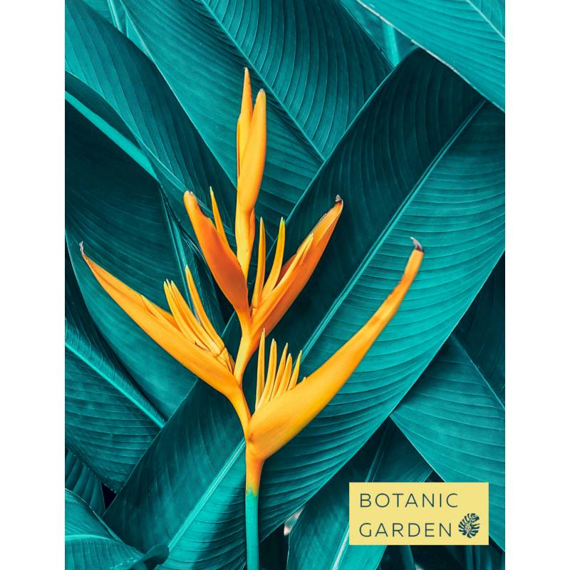 Тропический цветок Тропический цветок