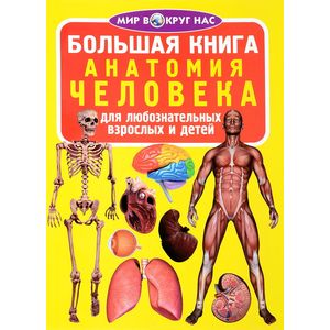 Анатомия человека Анатомия человека
