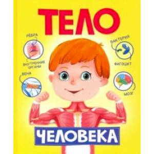 Тело человека Тело человека