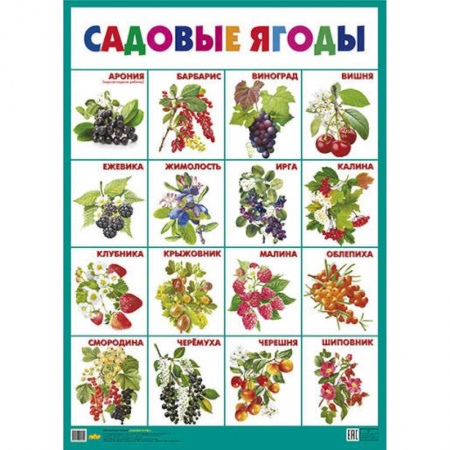 Окружающий мир, книга Садовые ягоды. Плакат заказать