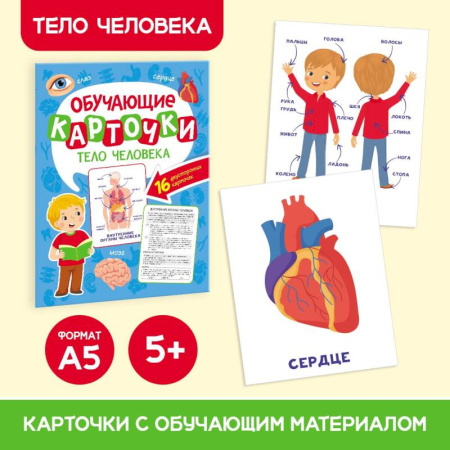 Книги для дошкольников (4-6 лет), книга Тело человека, 16 двусторонних карточек заказать