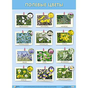 Полевые цветы Полевые цветы