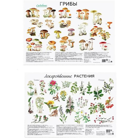 Грибы. Справочники. Определители, книга Грибы. Лекарственные растения (комплект из 2 плакатов) заказать