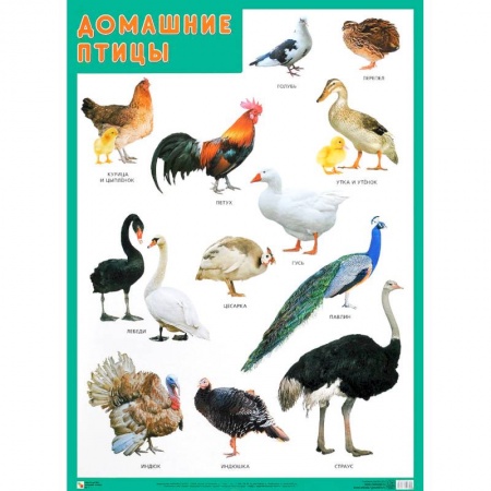 Другое, книга Развивающие плакаты «Домашние птицы» заказать
