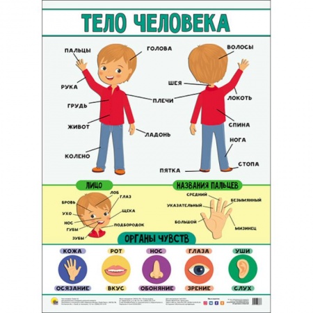 Книги для дошкольников (4-6 лет), книга Плакат. Тело человека заказать