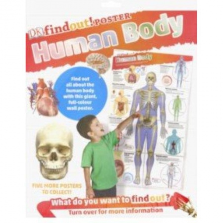 Литература на иностранном языке для детей, книга DKfindout! Human Body Poste заказать