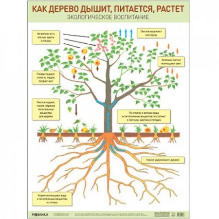 Познавательная литература, книга Как дерево дышит,питается и растет заказать