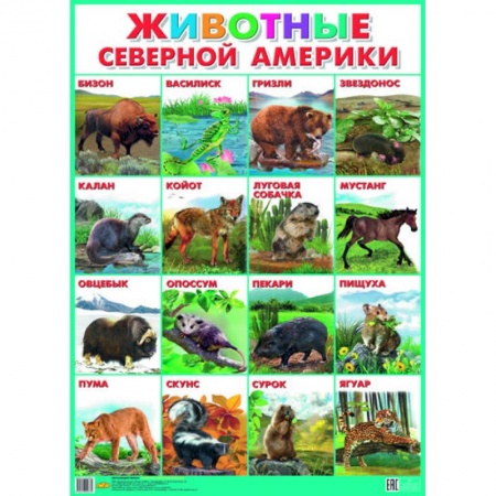 Книги, книга Плакат. Животные Северной Америки (550х770) заказать
