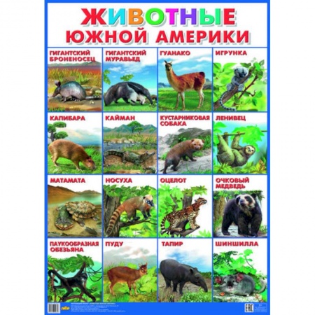 Книги, книга Плакат. Животные Южной Америки (550х770) заказать