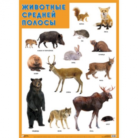 Животный и растительный мир, книга Животные средней полосы заказать