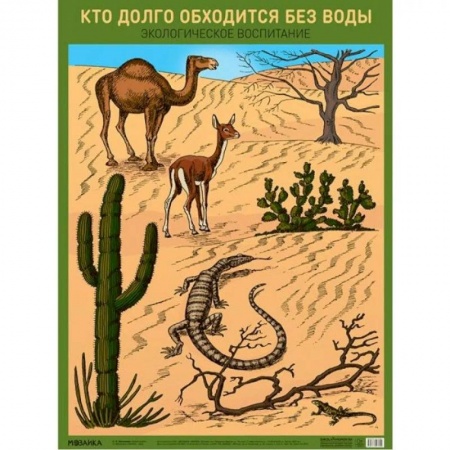 Животный и растительный мир, книга Кто долго обходится без воды. Экологическое воспитание. А2. заказать