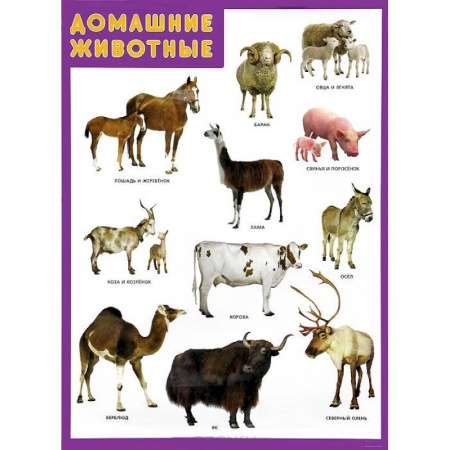 Книги, книга Домашние животные. Плакат заказать
