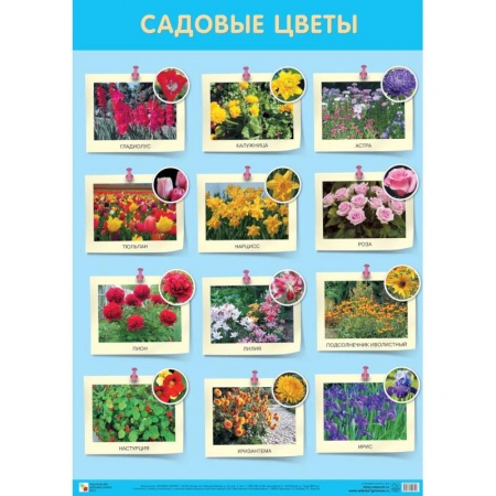 Развитие общих способностей, книга Садовые цветы заказать