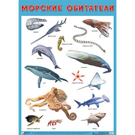 Книги для дошкольников (4-6 лет), книга Плакат 'Морские обитатели' заказать
