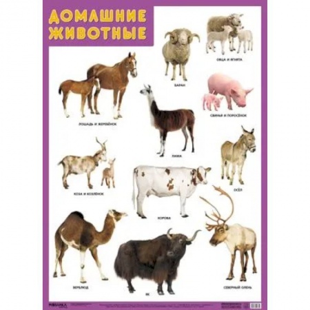 Животный и растительный мир, книга Воздушный транспорт заказать