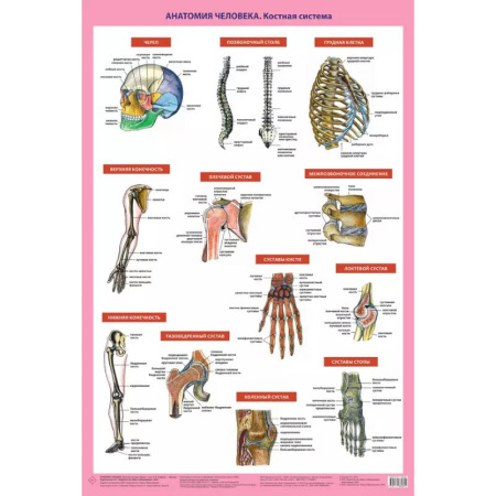 Анатомия и физиология человека, книга Анатомия человека. Костная система (в тубусе) заказать