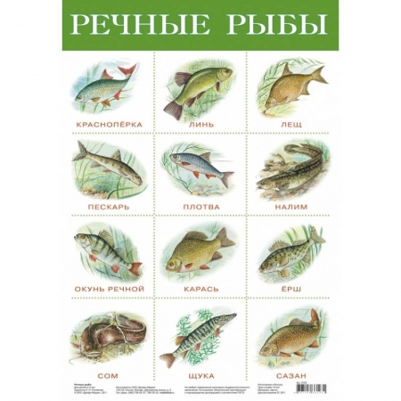 Книги, книга Плакат. Речные рыбы/2165/ заказать