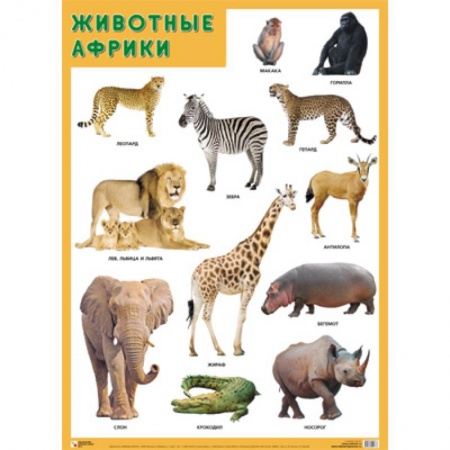 Животный и растительный мир, книга Животные Африки заказать