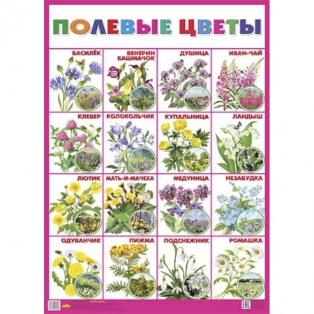 Животный и растительный мир, книга Плакат 'Полевые цветы' заказать