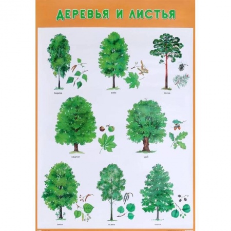 Демонстрационные материалы, книга Деревья и листья заказать