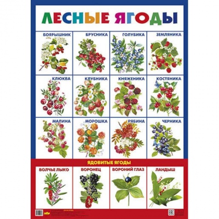 Окружающий мир, книга Лесные ягоды. Плакат заказать