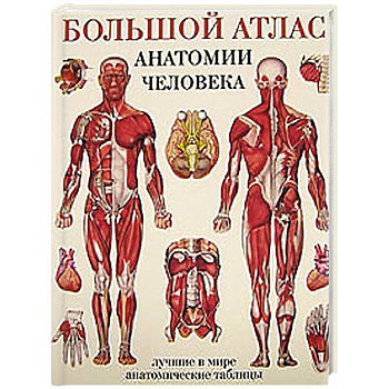 Большой атлас анатомии человека
