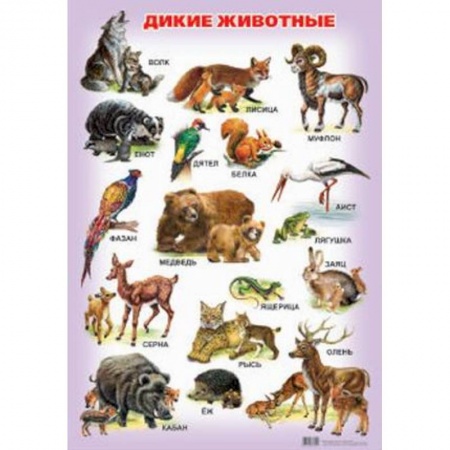 Животный и растительный мир, книга Дикие животные. Плакат заказать