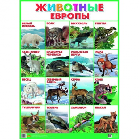 Книги, книга Плакат. Животные Европы (550х770) заказать