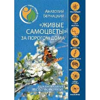 'Живые самоцветы' за порогом дома. Удивительные беспозвоночные