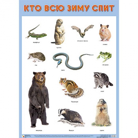 Книги, книга Плакат 'Кто всю зиму спит' заказать